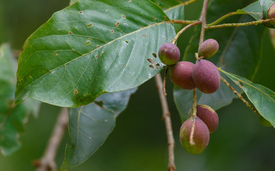 Arithi Haritaki - GM Botanicals